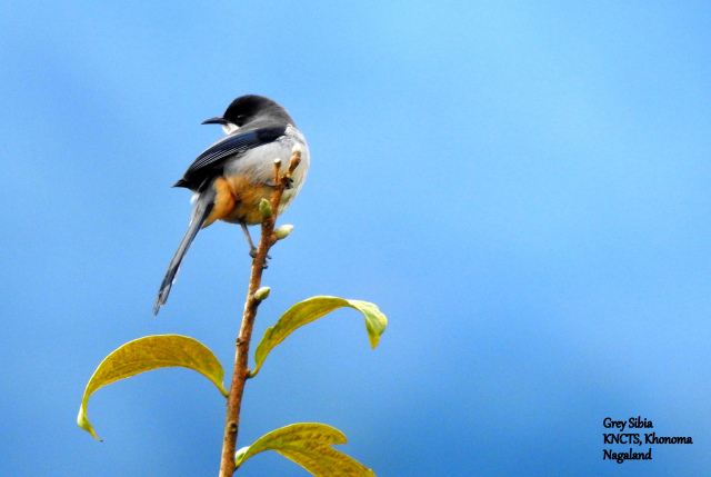 Photo of My first visit to the North Eastern frontiers of India 25/32 by Dhrubajyoti Das