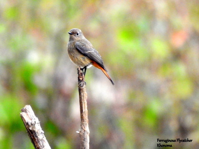 Photo of My first visit to the North Eastern frontiers of India 28/32 by Dhrubajyoti Das