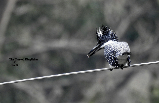 Photo of For a true Himalayan birding experience : Sattal 13/22 by Dhrubajyoti Das