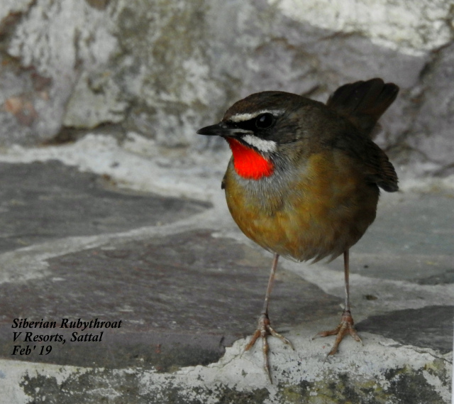 Photo of For a true Himalayan birding experience : Sattal 12/22 by Dhrubajyoti Das