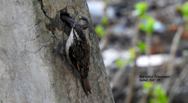Photo of For a true Himalayan birding experience : Sattal 11/22 by Dhrubajyoti Das