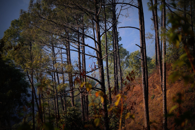 Photo of For a true Himalayan birding experience : Sattal 19/22 by Dhrubajyoti Das