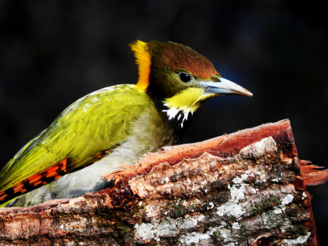 Photo of For a true Himalayan birding experience : Sattal 16/22 by Dhrubajyoti Das