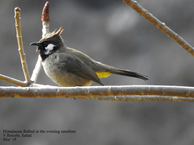 Photo of For a true Himalayan birding experience : Sattal 15/22 by Dhrubajyoti Das