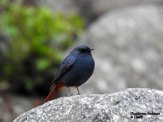 Photo of For a true Himalayan birding experience : Sattal 14/22 by Dhrubajyoti Das