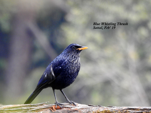 Photo of For a true Himalayan birding experience : Sattal 17/22 by Dhrubajyoti Das