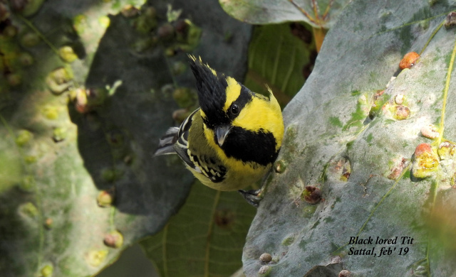 Photo of For a true Himalayan birding experience : Sattal 18/22 by Dhrubajyoti Das