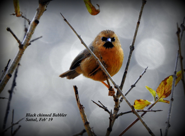 Photo of For a true Himalayan birding experience : Sattal 20/22 by Dhrubajyoti Das