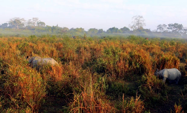 Photo of Kaziranga National Park, Kanchanjuri, Assam, India by Sonali 