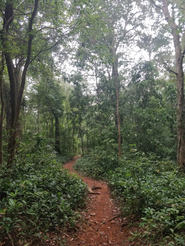 Photo of Kumara Parvata Trek 3/31 by Vishal Sinha