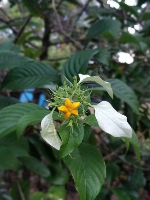 Photo of Kumara Parvata Trek 30/31 by Vishal Sinha