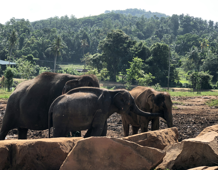 Photo of The Sri Lankan Holiday 2/15 by Priyansha Vashi