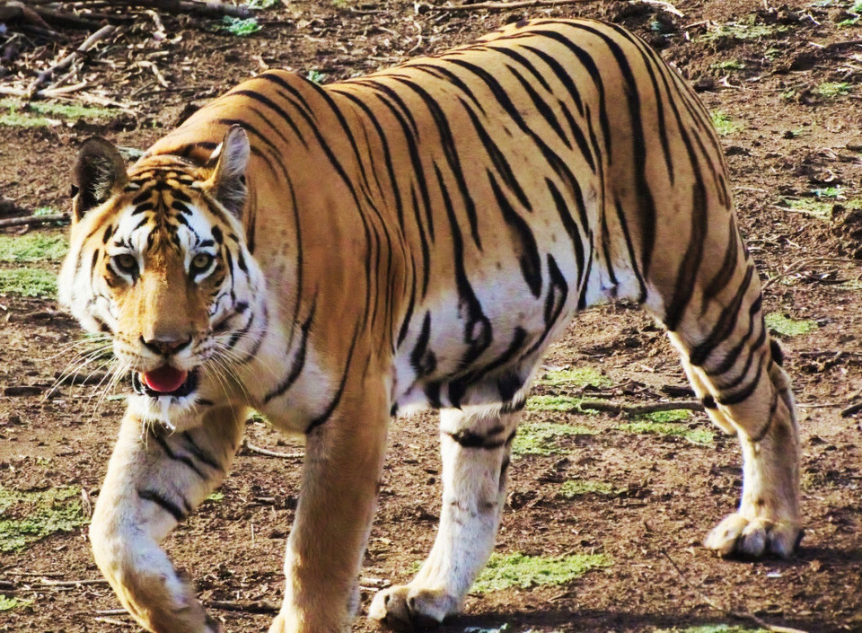 Photo of A tigress' glint at Pench National Park by Ankita & Mohit