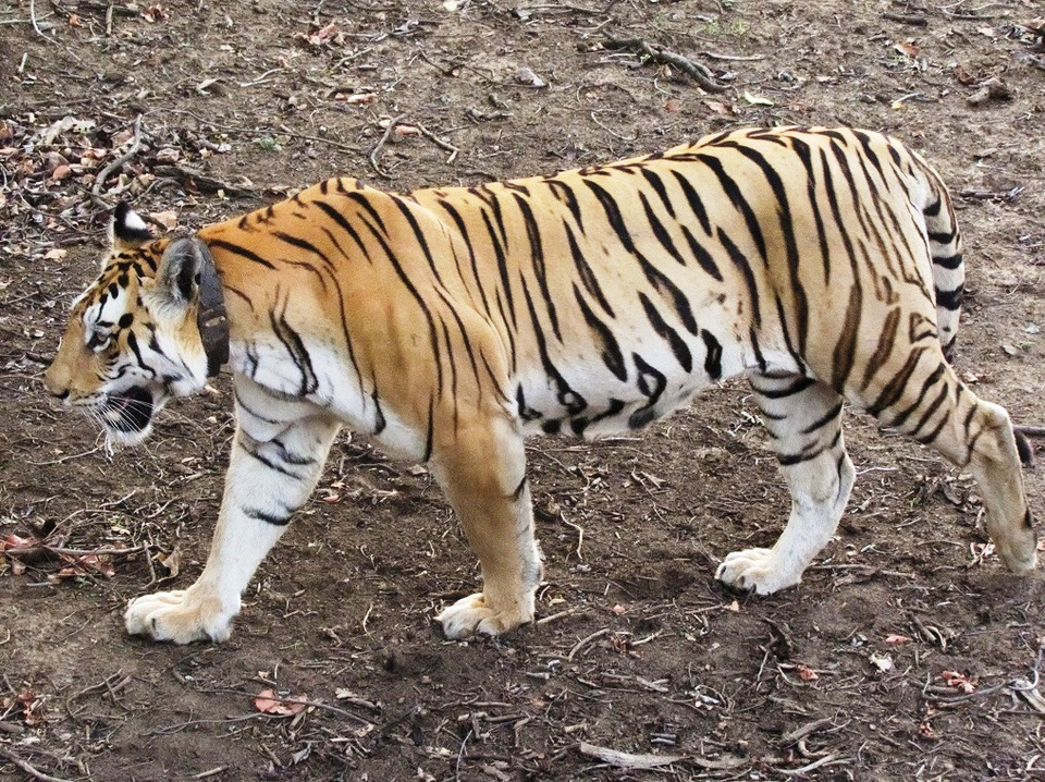 Photo of A tigress' glint at Pench National Park by Ankita & Mohit