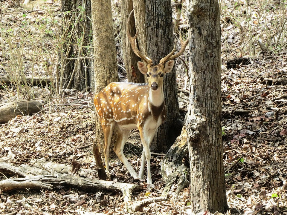 Photo of A tigress' glint at Pench National Park by Ankita & Mohit