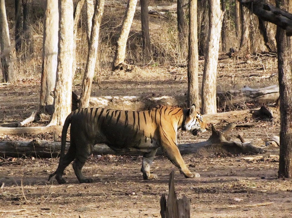 Photo of A tigress' glint at Pench National Park by Ankita & Mohit