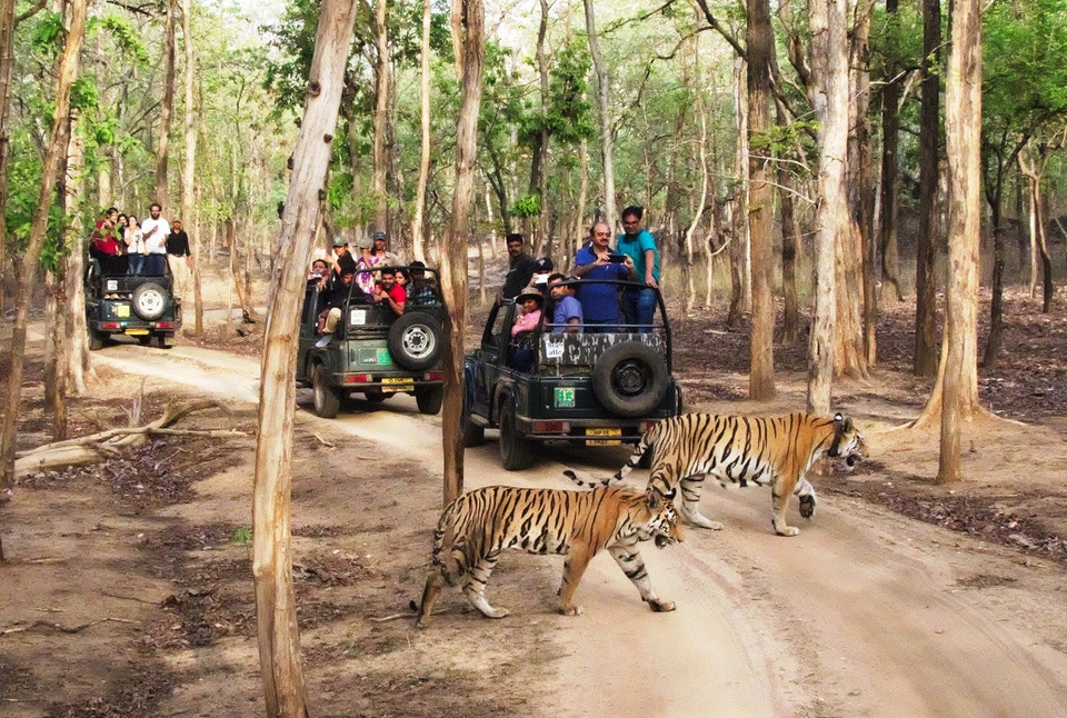 Photo of A tigress' glint at Pench National Park by Ankita & Mohit