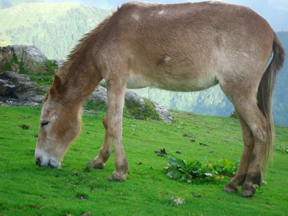 Photo of Triund, Dharamshala, Himachal Pradesh, India by Pack n Ride