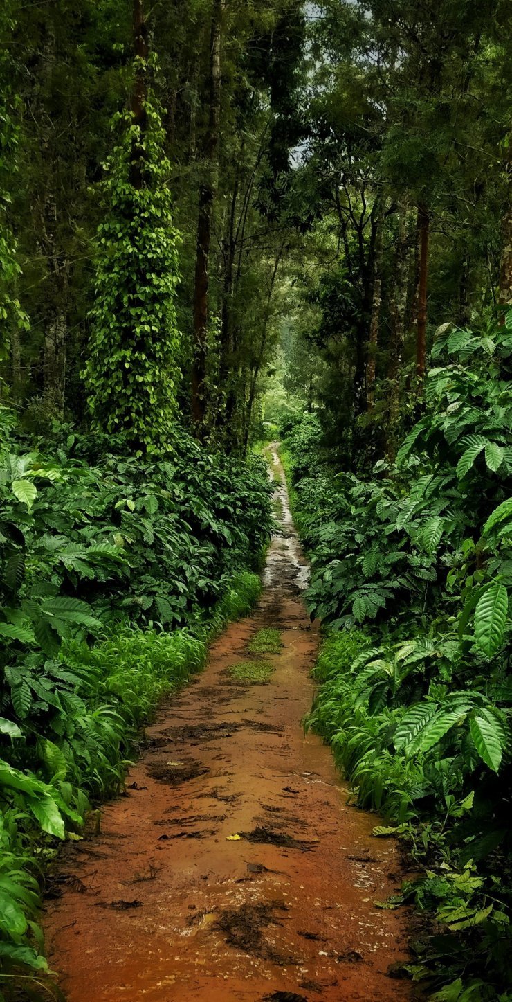 Photo of Simply Coorg - ified! 5/8 by Sameep Dalal