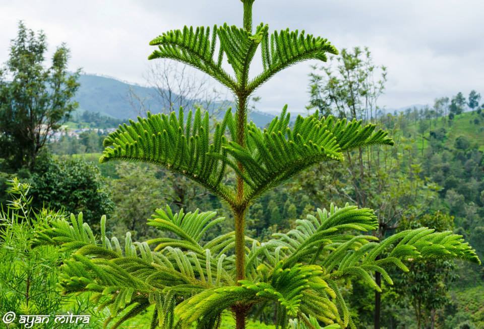 Photo of Coonoor-a refuge to the lush greenery of the Tea gardens and an Ideal getaway for nature lovers! 10/17 by Gargi Mitra