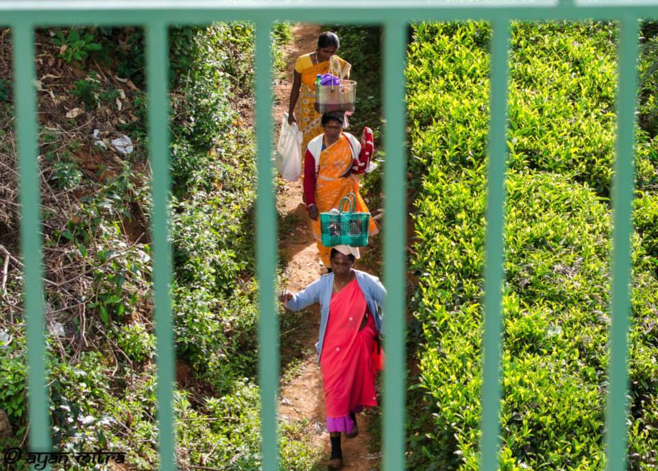 Photo of Coonoor-a refuge to the lush greenery of the Tea gardens and an Ideal getaway for nature lovers! 5/17 by Gargi Mitra