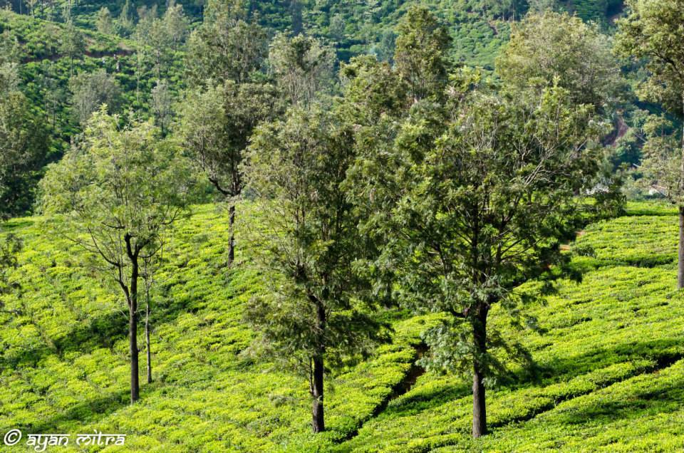 Photo of Coonoor-a refuge to the lush greenery of the Tea gardens and an Ideal getaway for nature lovers! 6/17 by Gargi Mitra