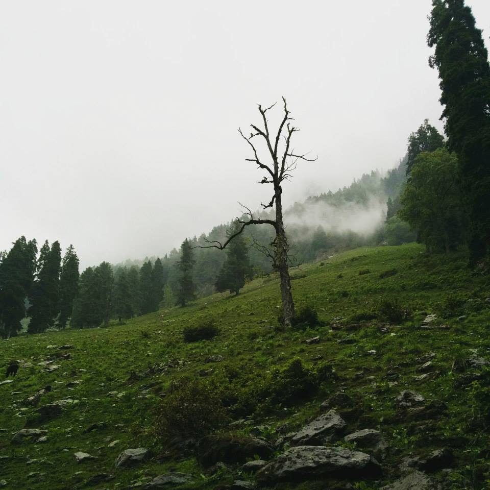 Photo of Journey to heaven - Kashmir 7/25 by Gopika Gulati