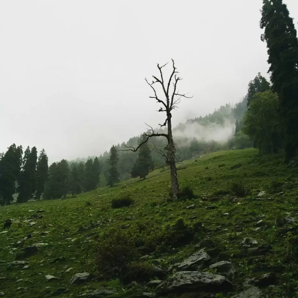 Photo of Ari Valley, Pahalgam by Gopika Gulati