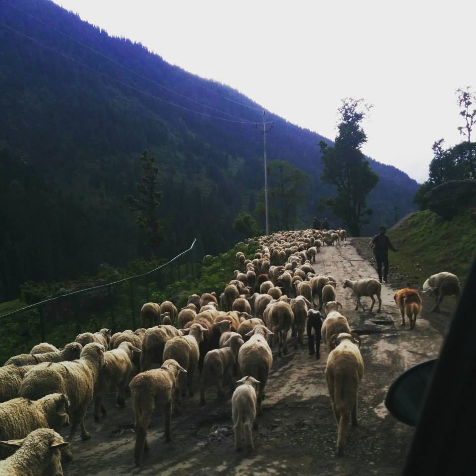 Photo of Journey to heaven - Kashmir 11/25 by Gopika Gulati