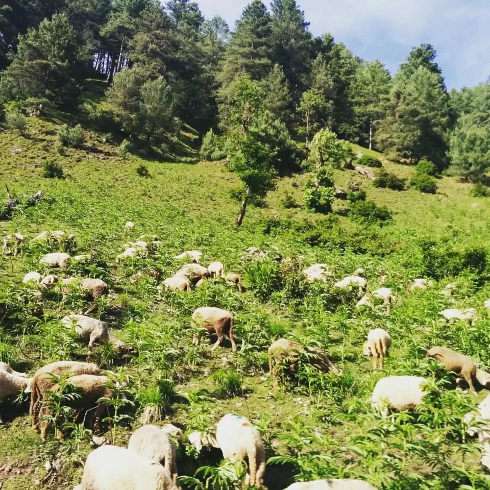 Photo of Aru Valley, Pahalgam by Gopika Gulati