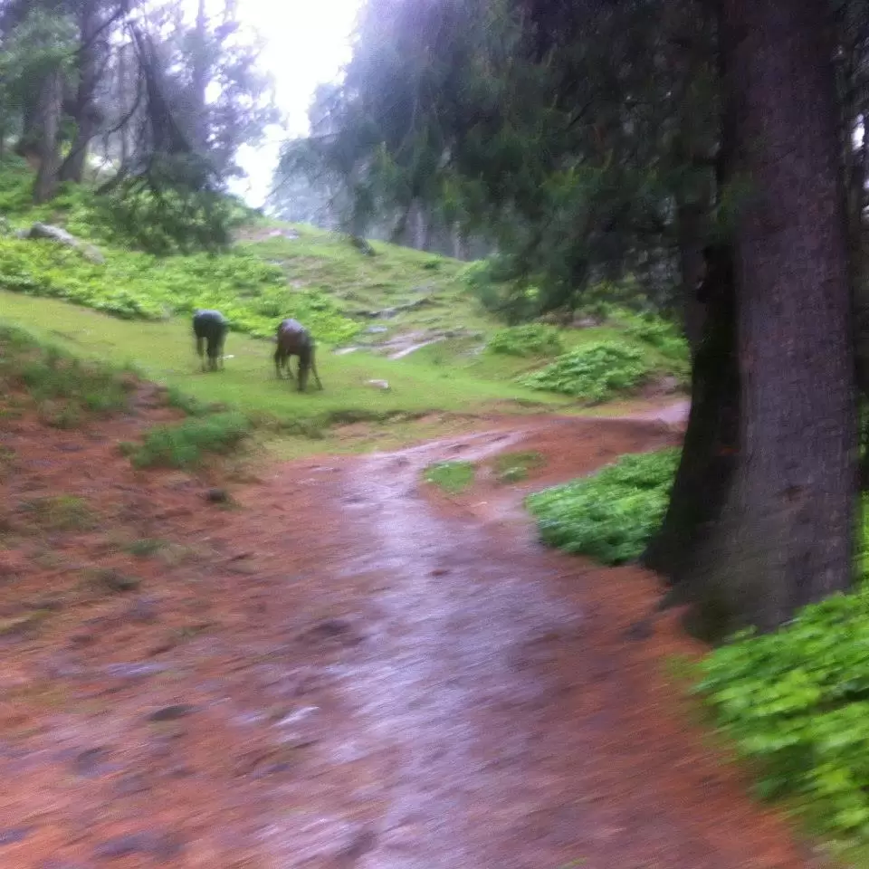 Photo of Ari Valley, Pahalgam by Gopika Gulati