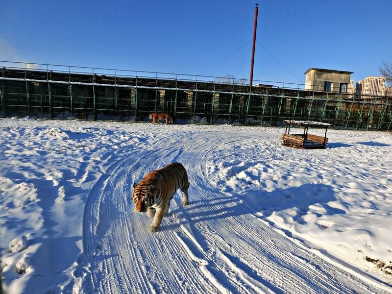 Photo of Winter in sub-zero degrees Harbin 哈尔滨, China 19/35 by mandy