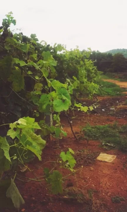 Photo of Heritage Winery, Channapatna, Karnataka, India by wee_gypsy_soul