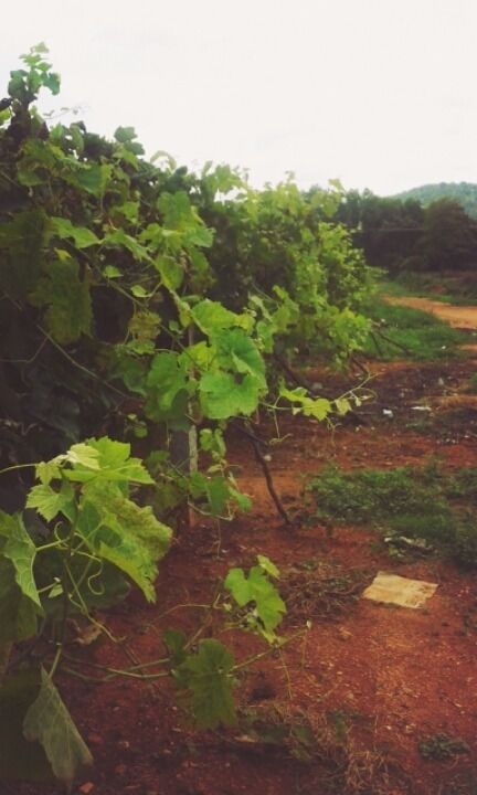 Photo of Road trip to Heritage Winery by wee_gypsy_soul
