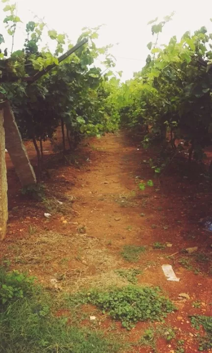 Photo of Heritage Winery, Channapatna, Karnataka, India by wee_gypsy_soul