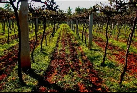 Photo of Heritage Winery, Channapatna, Karnataka, India by wee_gypsy_soul