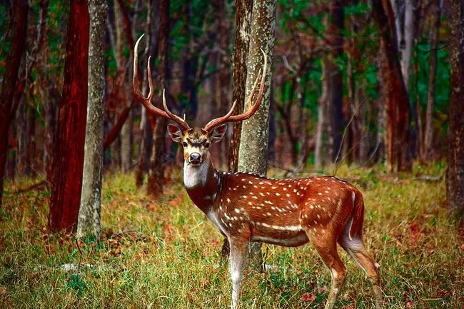 Photo of Pench Tiger Reserve, Seoni, Madhya Pradesh, India by Sreshti Verma