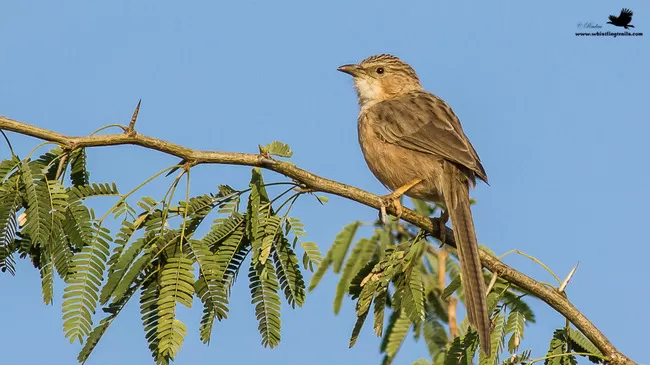 Photo of Thol Bird Sanctuary, Mehsana, Gujarat, India by Rudraksha Chodankar