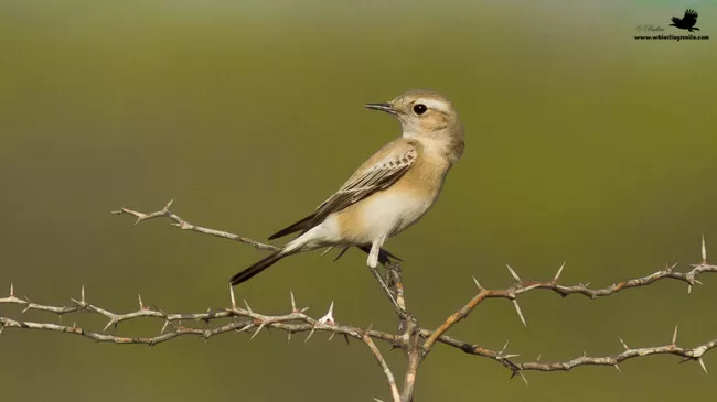 Photo of Thol Bird Sanctuary, Mehsana, Gujarat, India by Rudraksha Chodankar
