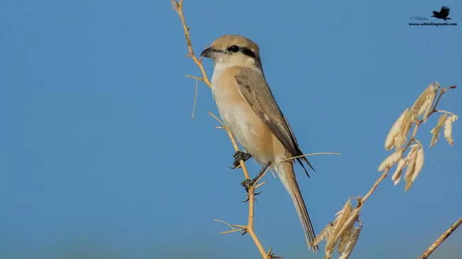 Photo of Thol Bird Sanctuary, Mehsana, Gujarat, India by Rudraksha Chodankar