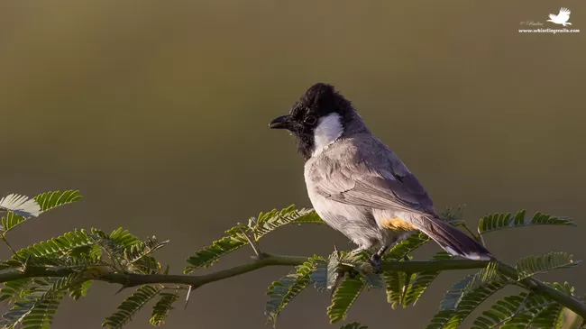 Photo of Thol Bird Sanctuary, Mehsana, Gujarat, India by Rudraksha Chodankar