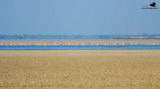 Photo of Thol Bird Sanctuary, Mehsana, Gujarat, India by Rudraksha Chodankar
