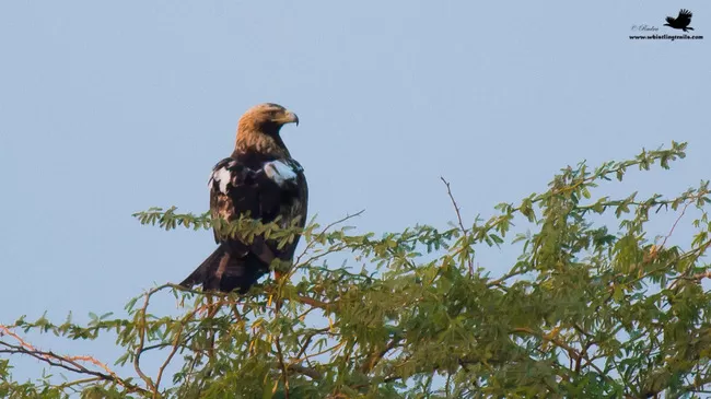 Photo of Thol Bird Sanctuary, Mehsana, Gujarat, India by Rudraksha Chodankar