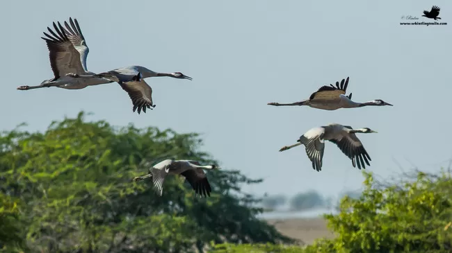 Photo of Thol Bird Sanctuary, Mehsana, Gujarat, India by Rudraksha Chodankar