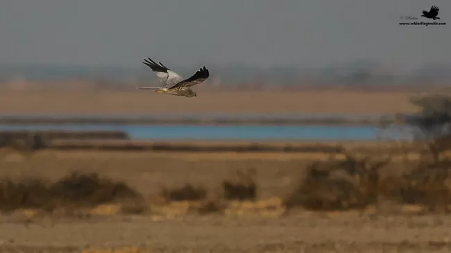 Photo of Thol Bird Sanctuary, Mehsana, Gujarat, India by Rudraksha Chodankar