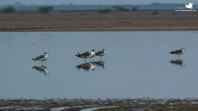 Photo of Thol Bird Sanctuary, Mehsana, Gujarat, India by Rudraksha Chodankar