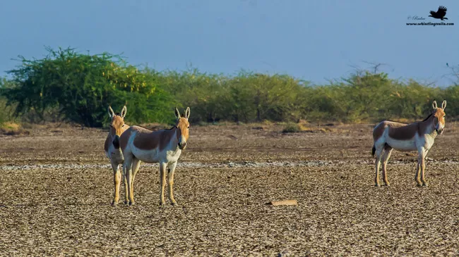 Photo of Thol Bird Sanctuary, Mehsana, Gujarat, India by Rudraksha Chodankar