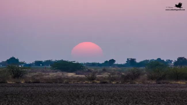 Photo of Thol Bird Sanctuary, Mehsana, Gujarat, India by Rudraksha Chodankar