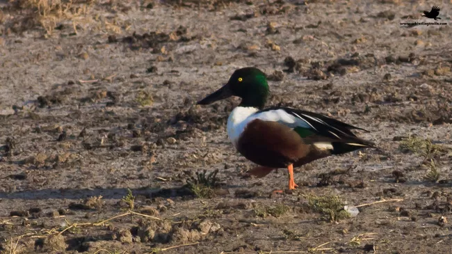 Photo of Thol Bird Sanctuary, Mehsana, Gujarat, India by Rudraksha Chodankar