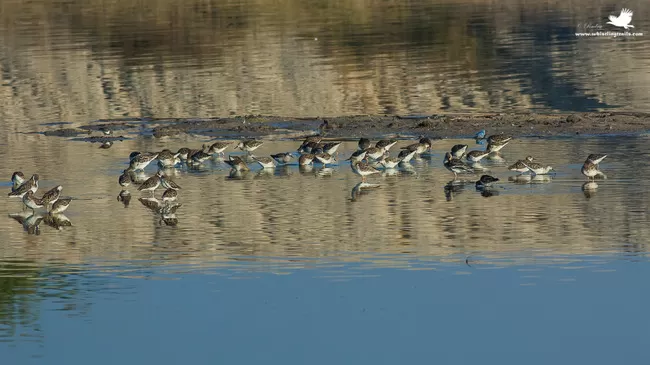 Photo of Thol Bird Sanctuary, Mehsana, Gujarat, India by Rudraksha Chodankar